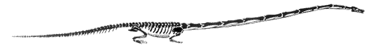 Tanystrophaeus skeleton