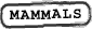 taxonomy mammals